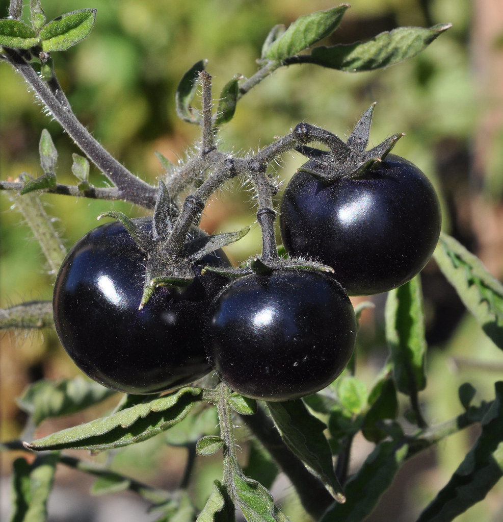 The story of the purple tomato — and why its success is a win for GM foods