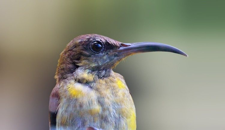 Birds beak shape, function tightly linked to their feeding ecologies: Study