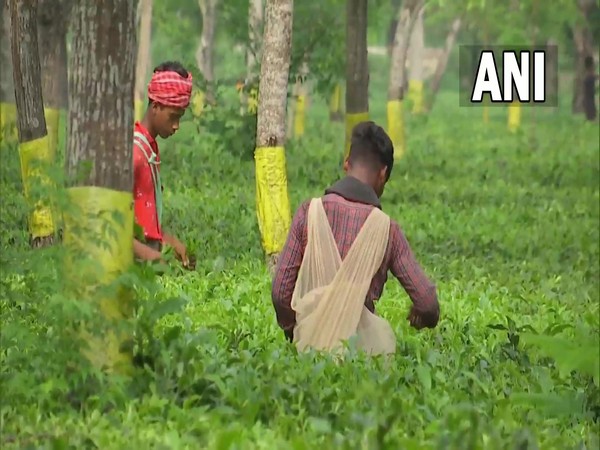 Assam's Tea Gardens to Become Health Hubs Under New Initiative