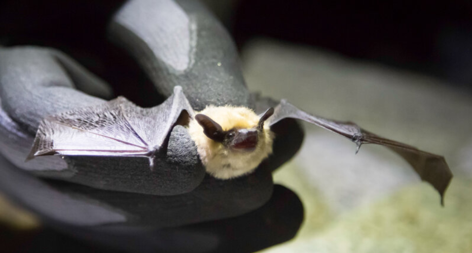 Bat pups babble and bat moms use baby talk, hinting at the evolution of human language
