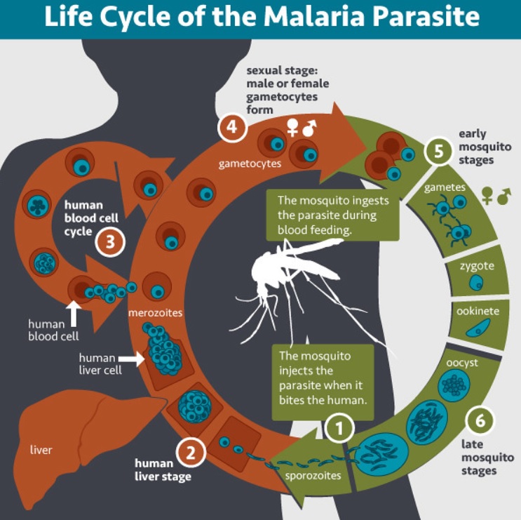 Malaria death toll to exceed COVID-19's in sub-Saharan Africa -WHO