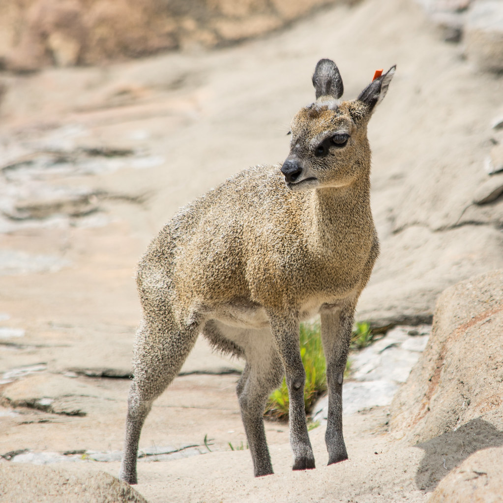 Florida zoo welcomes 27.5 ounce baby klipspringer antelope