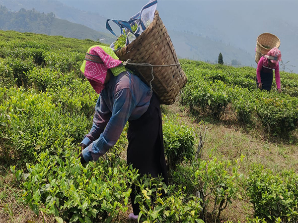 Closed tea gardens, minimum wages key electoral issues for Darjeeling; going to polls on April 26