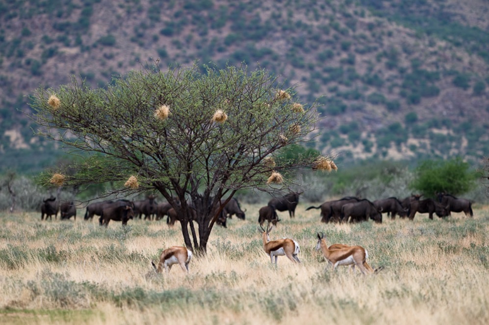 Namibia’s biggest private game reserve may go to a Mexican mogul Alberto Baillères