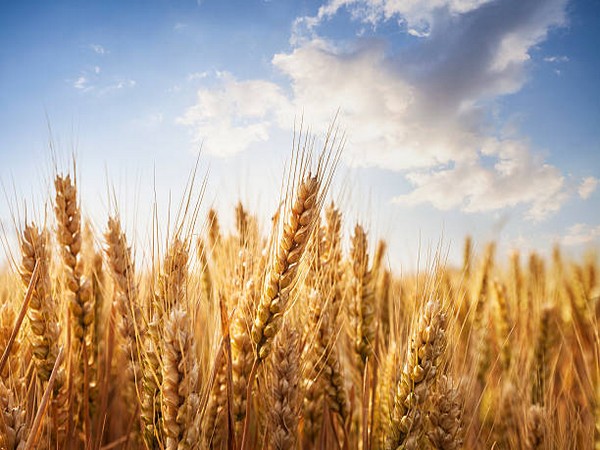 Pak: Farmers reject suspension in wheat scandal, demand genuine accountability