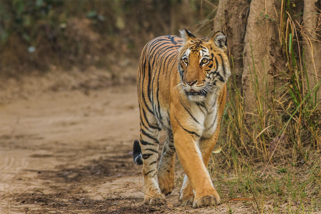 MP: Cub possibly killed by tiger to attract mother tigress