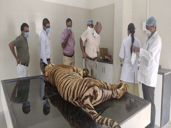 Tiger captured after killing 5 people, dies at Nagpur rescue centre