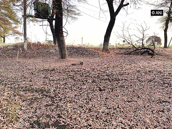 LCOs conduct operations to control locusts in 10 districts of Rajasthan, Gujarat