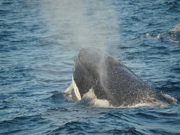 Researchers find new species of early-toothed whale 