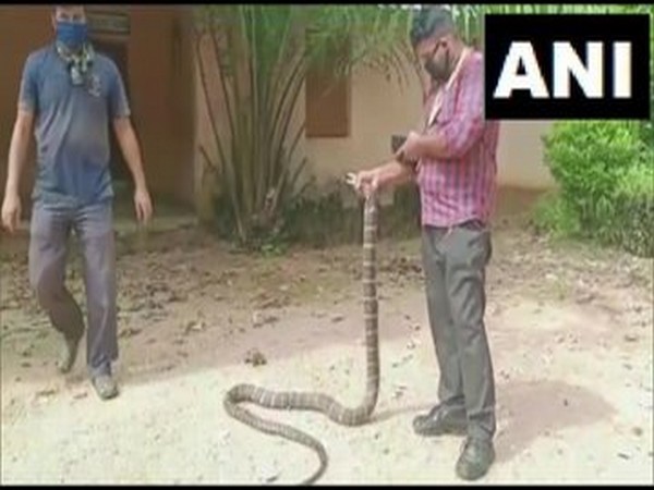 Odisha: King Cobra rescued from Ganjam's Burujhari village, released in forest
