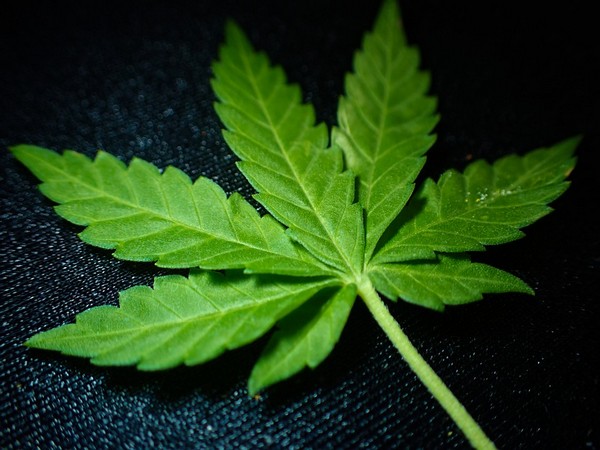1,000kg cannabis worth Rs 50 lakh caught in East Godavari