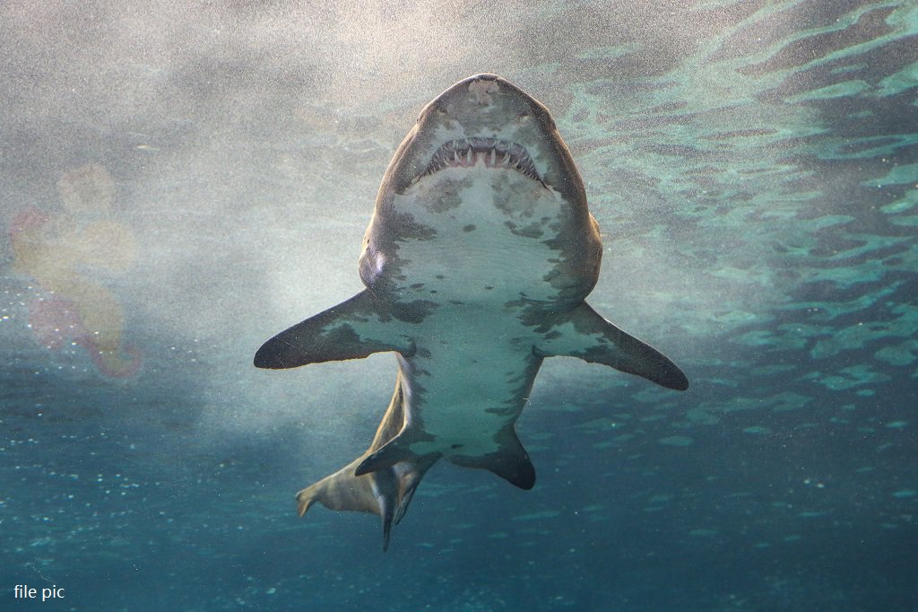 Sydney beaches temporarily closed after sharks were spotted nearby