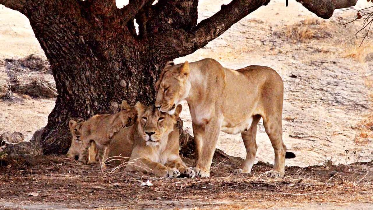 Lions in Gir sanctuary being vaccinated to tackle deadly virus