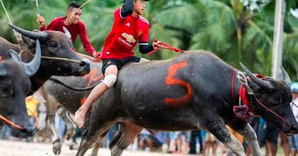 Thai water buffalo racers gather for annual muddy races in Chonburi