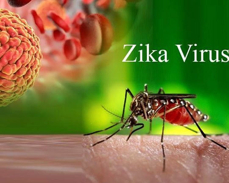 Vaccine candidate for Zika virus successfully passes animal trials | Health