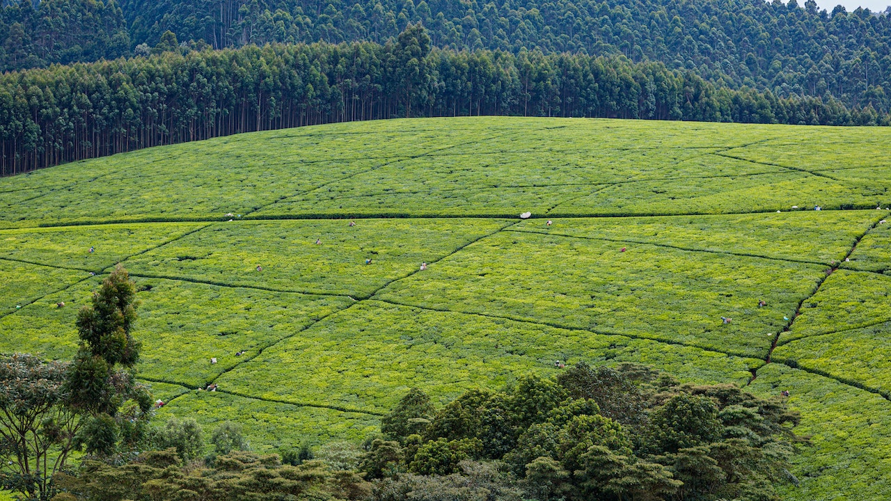 Agroforestry: A Win-Win for Farmers, Forests, and the Planet