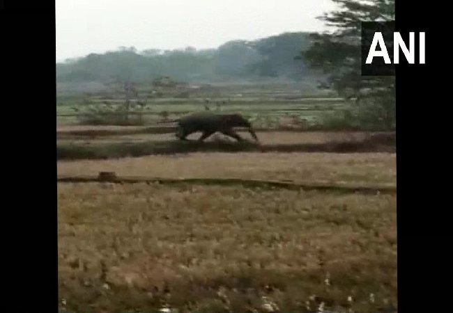 Two killed, two injured by elephant in Odisha
