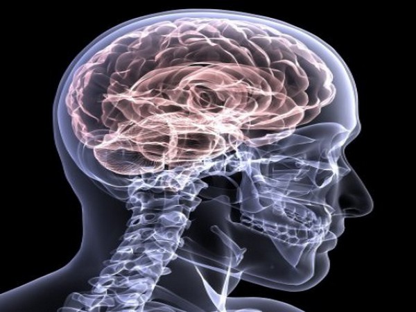 Efficient brain circuitry develops spontaneously: Study