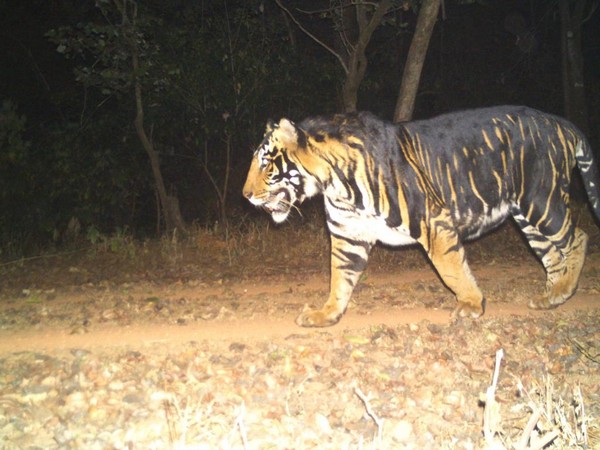 Odisha to establish world's first Melanistic Tiger Safari near Similipal Tiger Reserve in Mayurbanj