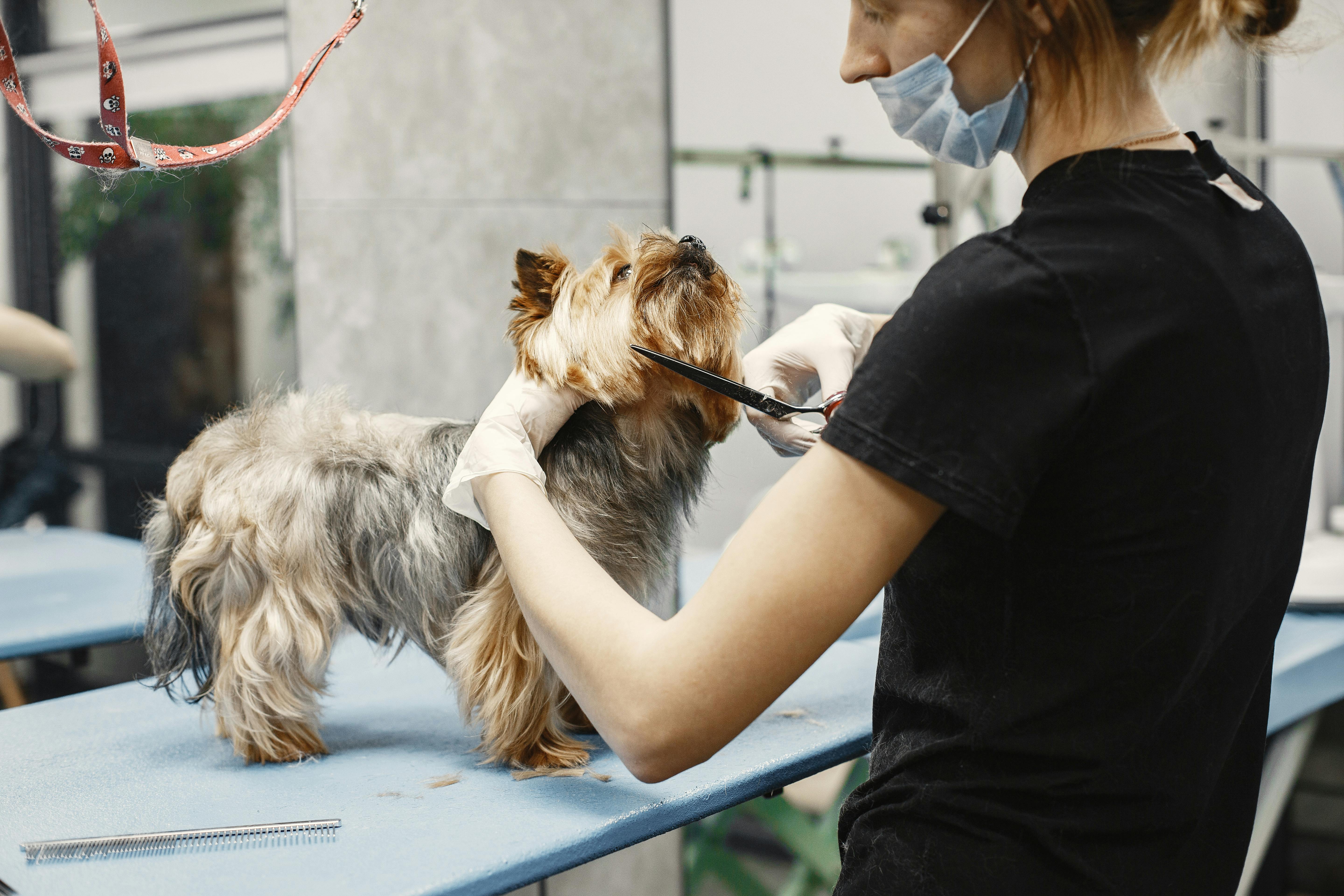 Pamper Your Pooch: The Essential Dog Grooming Checklist Every Owner Needs