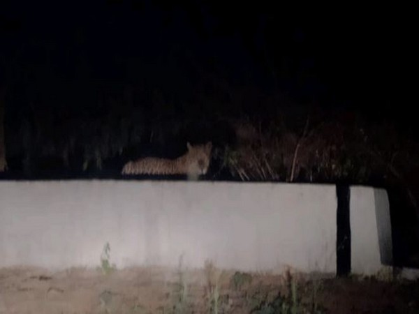 Leopard spotted in Tirupati