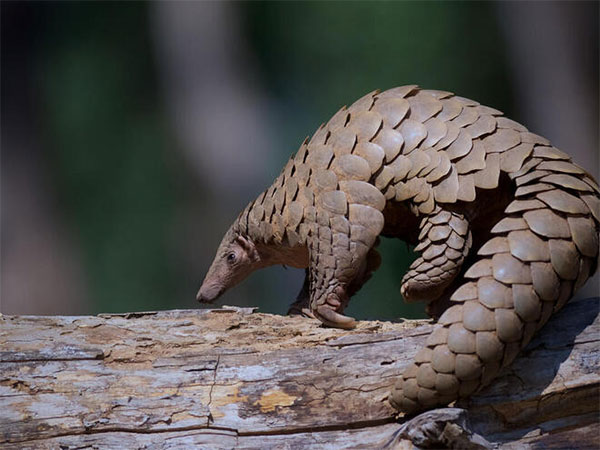 STF recovers 2 pangolins in Odisha's Boudh, two arrested