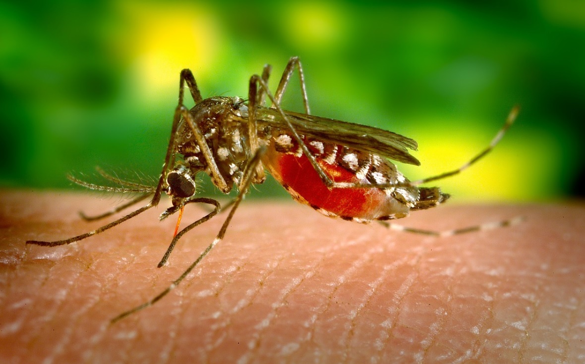 Kathmandu battles new threat of dengue fever as temperatures rise