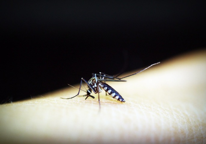 SA Vector Mosquito Rearing Facility set to develop for malaria eradication 