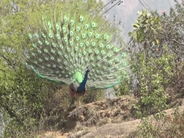 Peafowl deaths reported from West Bengal - Articles