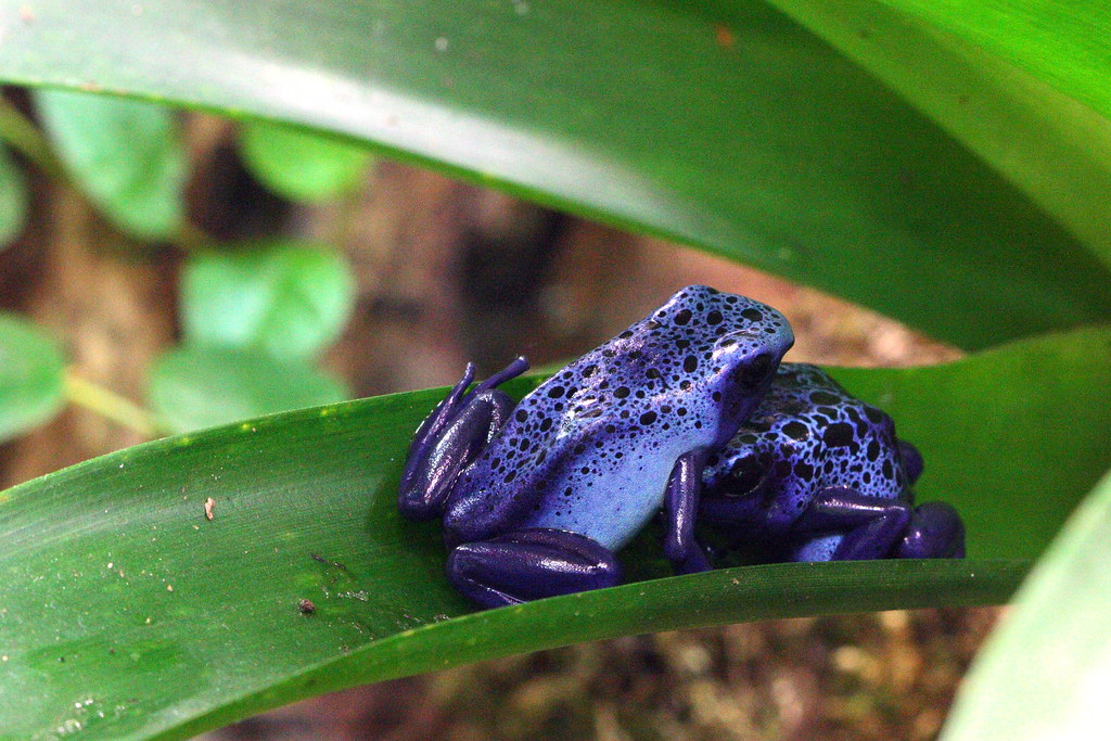 Colombian frog breeding centre to tackle animal trafficking to save rare amphibian