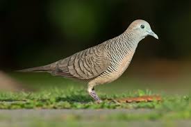 Cooing doves an attraction in Singapore's birdsong contest