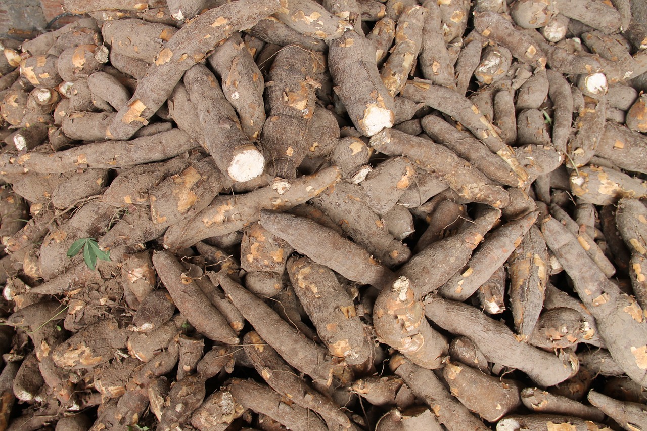 Ghana: CSIR-CRI plans to develop improved cassava varieties to help farmers