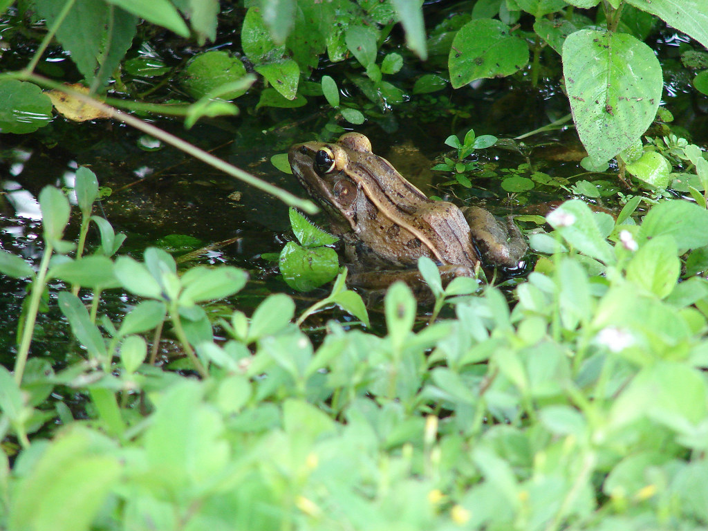 New frog species discovered in Adi hills of Arunachal Pradesh | Science