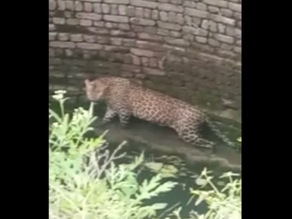 Leopard rescued from UP's Ghaziabad released into Shivalik forest range