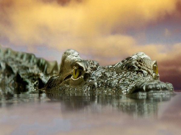 Crocodiles are uniquely protected against fungal infections. This might one day help human medicine too