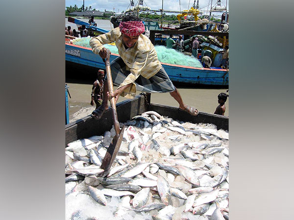 Hilsa imports likely to fall as Bangladesh to implement "fish catching ban"