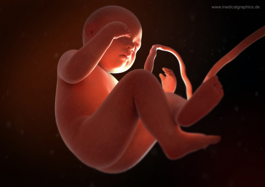 Foetus too has gut bacteria: Study