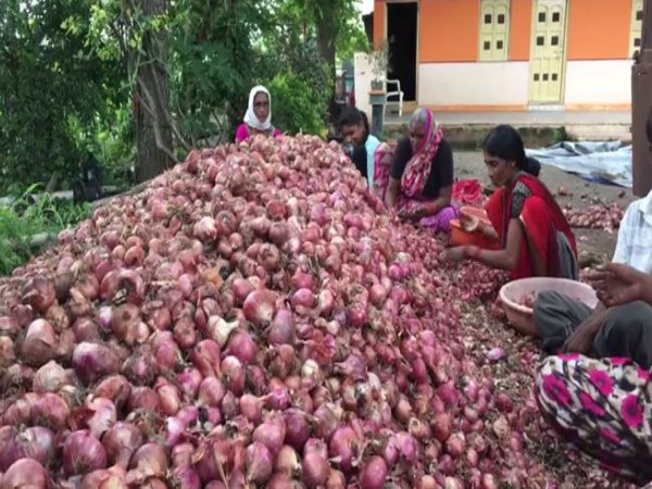 Onion prices go up as crops damaged by rainfall, consumers worried  