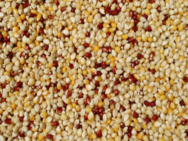 Efficient processing, access to mkt key for strengthening millet value chain: official