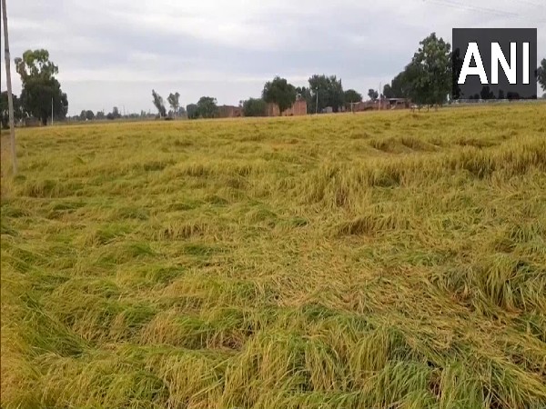 Punjab: Unseasonal rains, hailstorms damage farmers crops