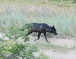 Science News Roundup: Scientists track longest wolf trek across Europe through its droppings