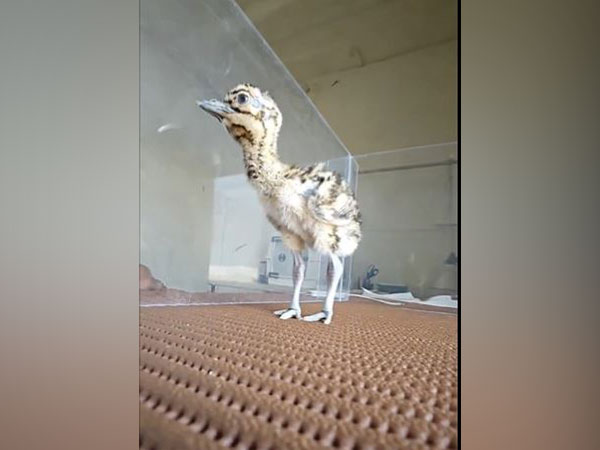 Historic Breakthrough: Great Indian Bustard Chick Born in Rajasthan