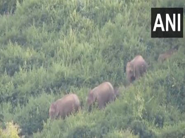 Over 30 wild elephants enter Tamil Nadu's Nokkanur, authorities issue alert