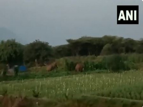 Wild elephants damage crops in Tamil Nadu's Dharmapuri