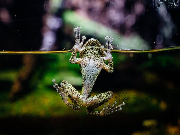 Glass frogs achieve transparency by packing red blood cells into mirror-coated liver: Study