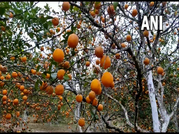 Orange festival in Nagaland marks the harvest of organic fruits