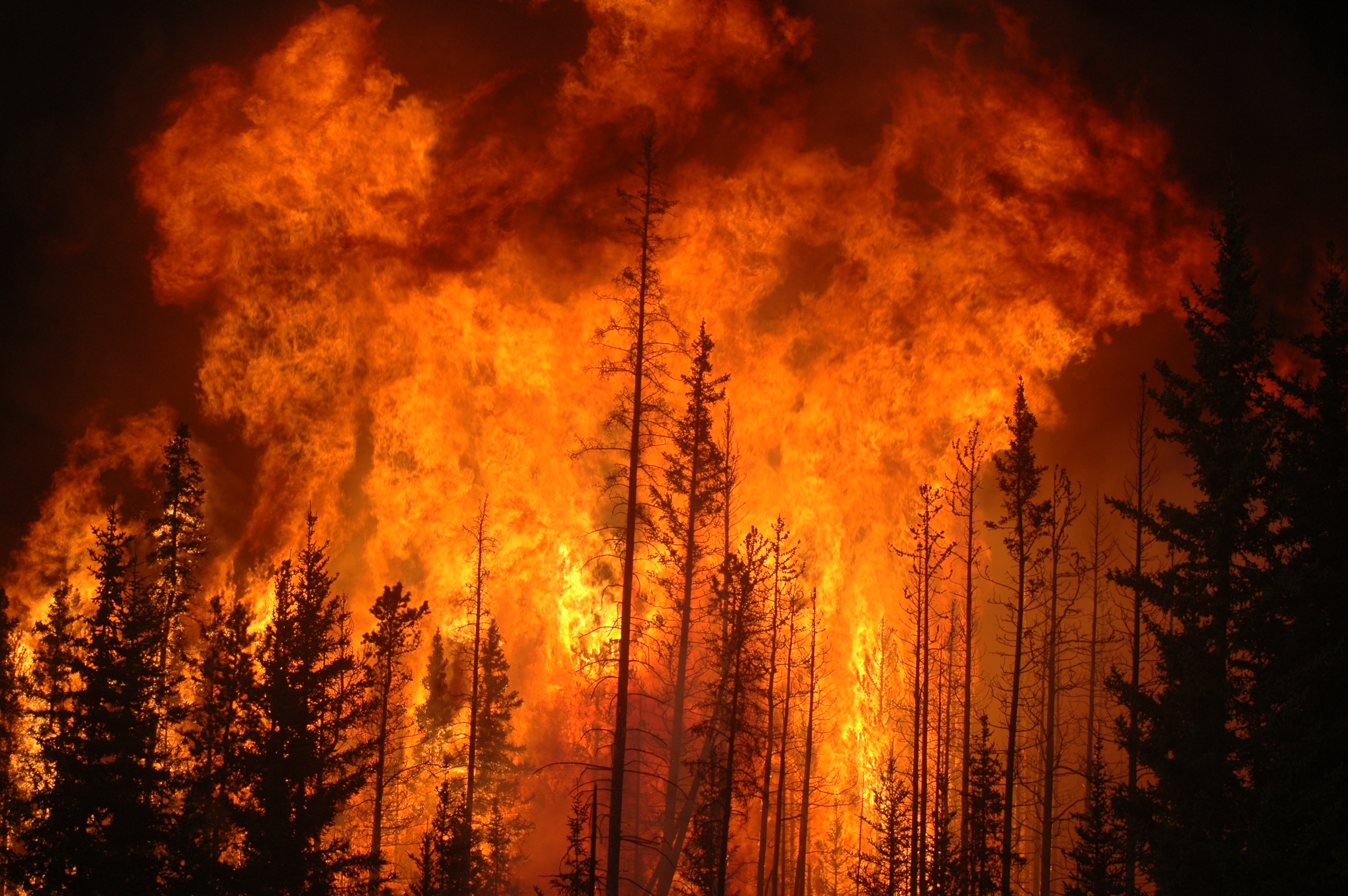 Fires destroy over 80,000 hectares of forest in Mount Kenya National Park: KWS