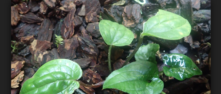 Melia Volkensii tree acting as a boon among Kenyan farmers