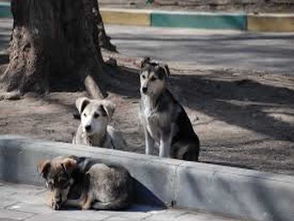 Killing of canines not the solution to stray dog menace says Kerala Minister