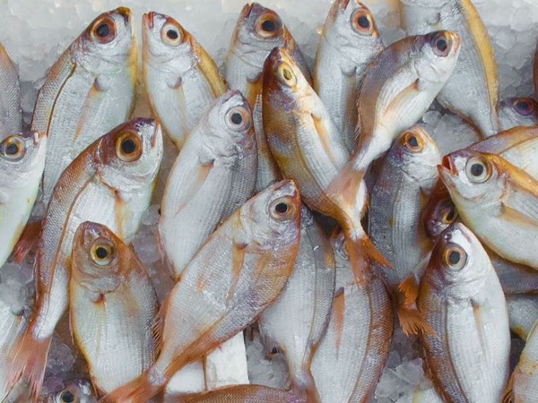 Tamil Nadu: Villagers celebrate centuries-old fishing festival in Madurai